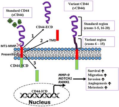 CD44: A Multifunctional Cell Surface Adhesion Receptor Is a Regulator of Progression and Metastasis of Cancer Cells